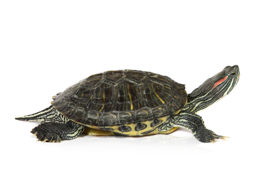 cute turtle over white background cute turtle over white background